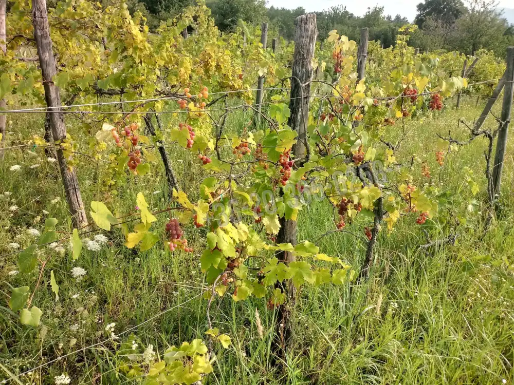 Pest megye - Vác